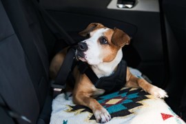 Should Dogs Be Buckled Up In a Car?