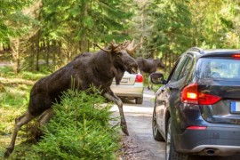 How Likely Are Wildlife Vehicle Collisions?