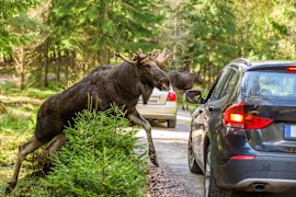 How Likely Are Wildlife Vehicle Collisions?
