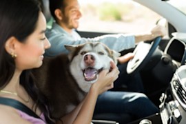 Must-Have Accessories for a Pet-Friendly Drive