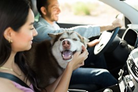 Must-Have Accessories for a Pet-Friendly Drive