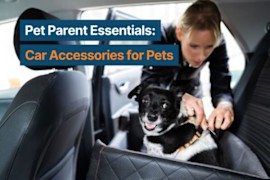 Pet Parent Essentials: Car Accessories for Pets
