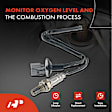 APOS0015 Downstream O2 Oxygen Sensor