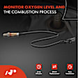 APOS0023 Downstream O2 Oxygen Sensor