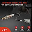 APOS0026 Upstream O2 Oxygen Sensor