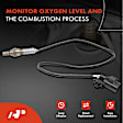 APOS0048 Downstream O2 Oxygen Sensor