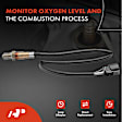 APOS0050C Downstream O2 Oxygen Sensor
