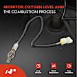 APOS0060 Downstream O2 Oxygen Sensor