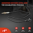 APOS0065C Downstream O2 Oxygen Sensor