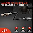 APOS0075 Downstream Center O2 Oxygen Sensor