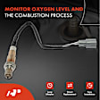 APOS0104 Downstream O2 Oxygen Sensor