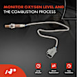 APOS0116C Upstream O2 Oxygen Sensor