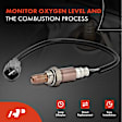 APOS0131C Upstream O2 Oxygen Sensor