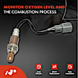 APOS0143 Upstream O2 Oxygen Sensor