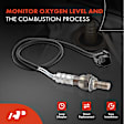 APOS0150 Downstream O2 Oxygen Sensor