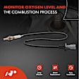 APOS0173 4x Upstream & Downstream O2 Oxygen Sensor
