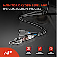 APOS0190 2x Upstream O2 Oxygen Sensor