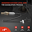 APOS0244 2x O2 Oxygen Sensor