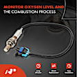 APOS0293C Upstream Downstream O2 Oxygen Sensor