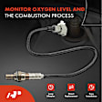 APOS0307 Downstream O2 Oxygen Sensor