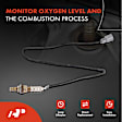 APOS0309 Upstream Downstream O2 Oxygen Sensor