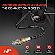 APOS0332 Upstream Downstream Center O2 Oxygen Sensor