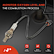 APOS0333 Upstream Downstream O2 Oxygen Sensor