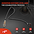 APOS0353C Downstream O2 Oxygen Sensor