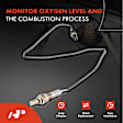 APOS0362C Upstream O2 Oxygen Sensor