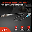 APOS0368 Upstream O2 Oxygen Sensor