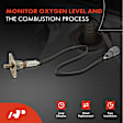 APOS0391 2x Upstream & Downstream O2 Oxygen Sensor