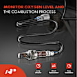 APOS0404 2x Upstream & Downstream O2 Oxygen Sensor
