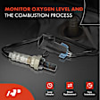APOS0407 2x Upstream & Downstream O2 Oxygen Sensor