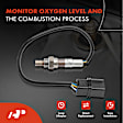 APOS0436 Upstream O2 Oxygen Sensor