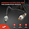 APOS0461 Upstream O2 Oxygen Sensor