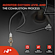 APOS0469 Downstream O2 Oxygen Sensor