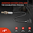 APOS0493 Upstream Downstream O2 Oxygen Sensor