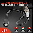 APOS0516 Downstream O2 Oxygen Sensor