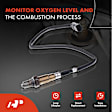 APOS0531 Upstream Downstream O2 Oxygen Sensor