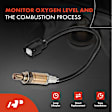 APOS0542 Downstream O2 Oxygen Sensor
