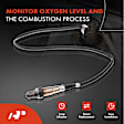 APOS0553 Downstream O2 Oxygen Sensor