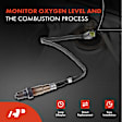 APOS0556 Downstream O2 Oxygen Sensor