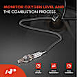 APOS0561 Downstream O2 Oxygen Sensor