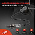 APOS0575 Downstream O2 Oxygen Sensor