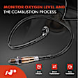 APOS0584 Downstream O2 Oxygen Sensor