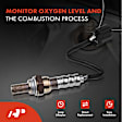 APOS0594 Downstream O2 Oxygen Sensor