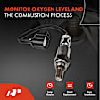 APOS0596 Downstream O2 Oxygen Sensor