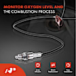 APOS0604 Downstream O2 Oxygen Sensor