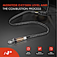 APOS0617 Upstream O2 Oxygen Sensor