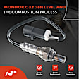 APOS0695 2x Upstream & Downstream O2 Oxygen Sensor